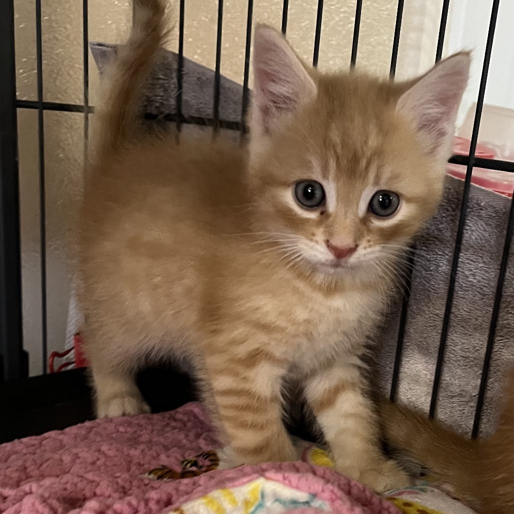 Enlarge Bixby, a Adoptable Domestic Short Hair in Chestertown, MD image 1/1