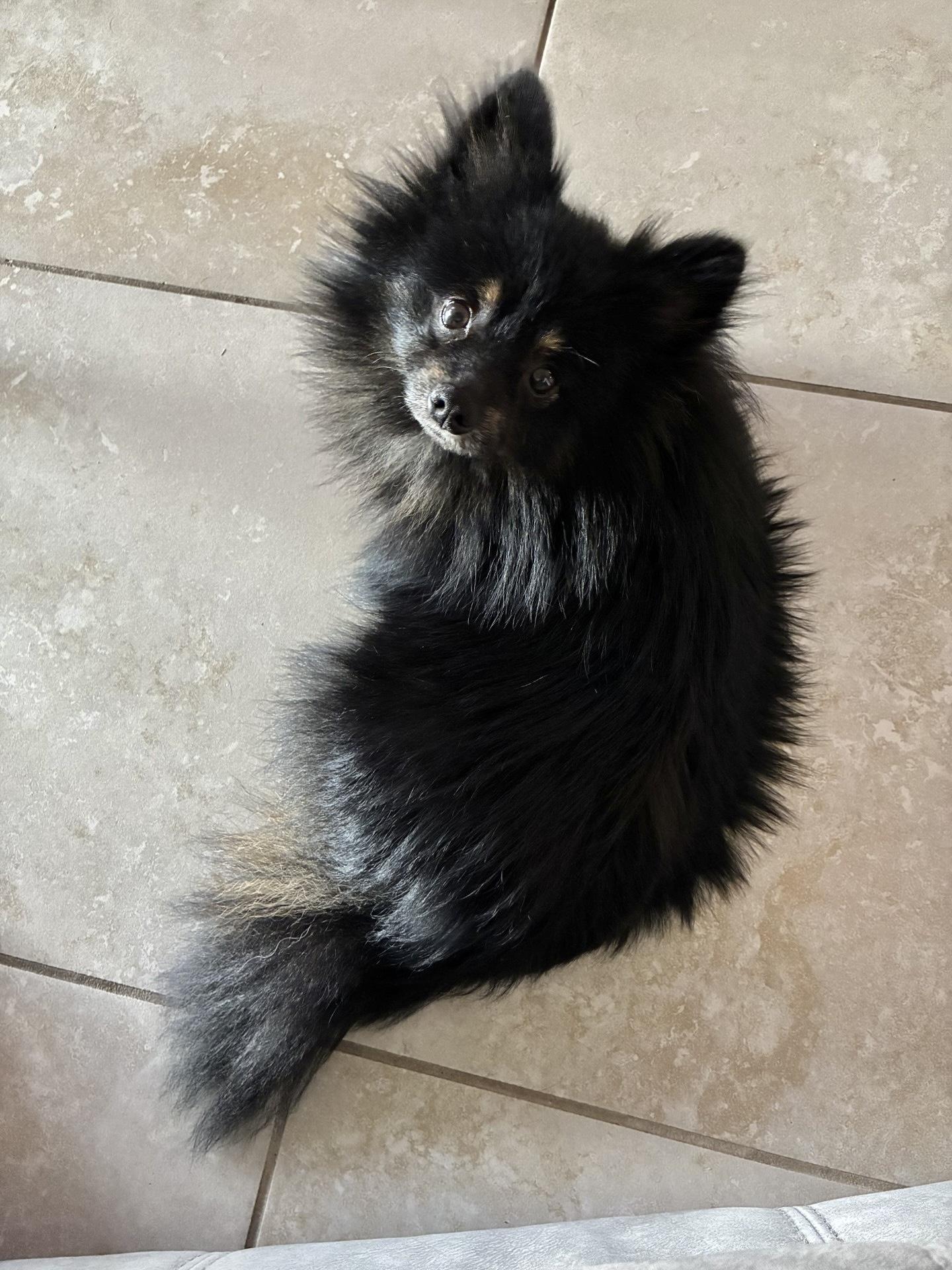 Enlarge Ricky, a ADOPTABLE Pomeranian in Orlando, FL image 2/4