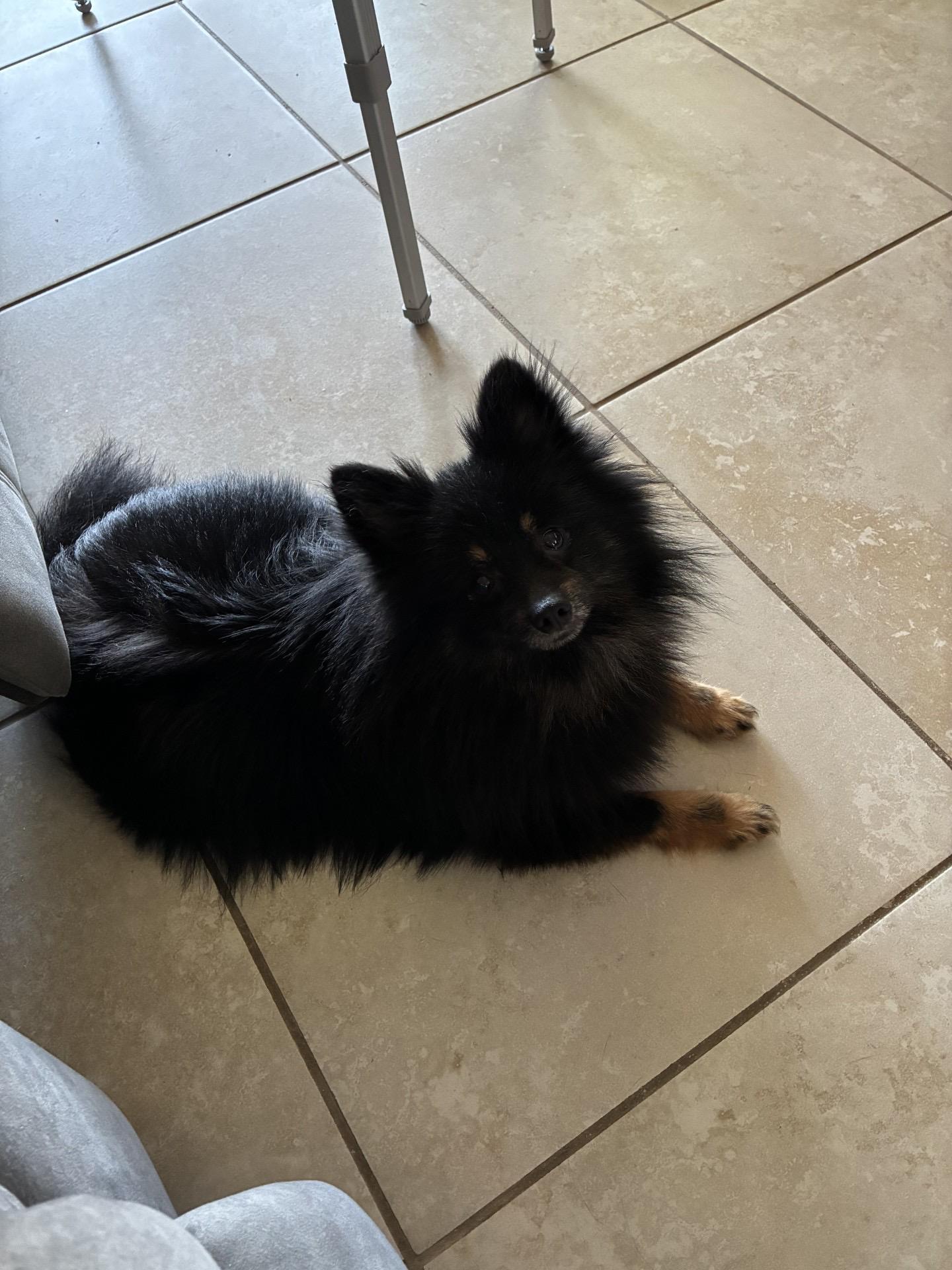 Enlarge Ricky, a ADOPTABLE Pomeranian in Orlando, FL image 4/4