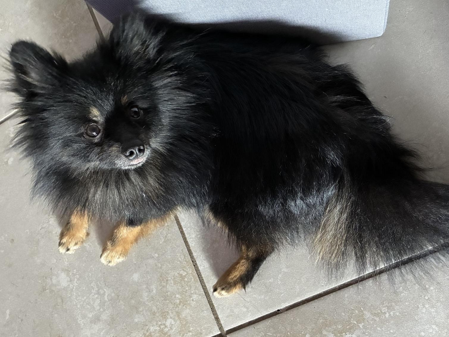 Enlarge Ricky, a ADOPTABLE Pomeranian in Orlando, FL image 3/4