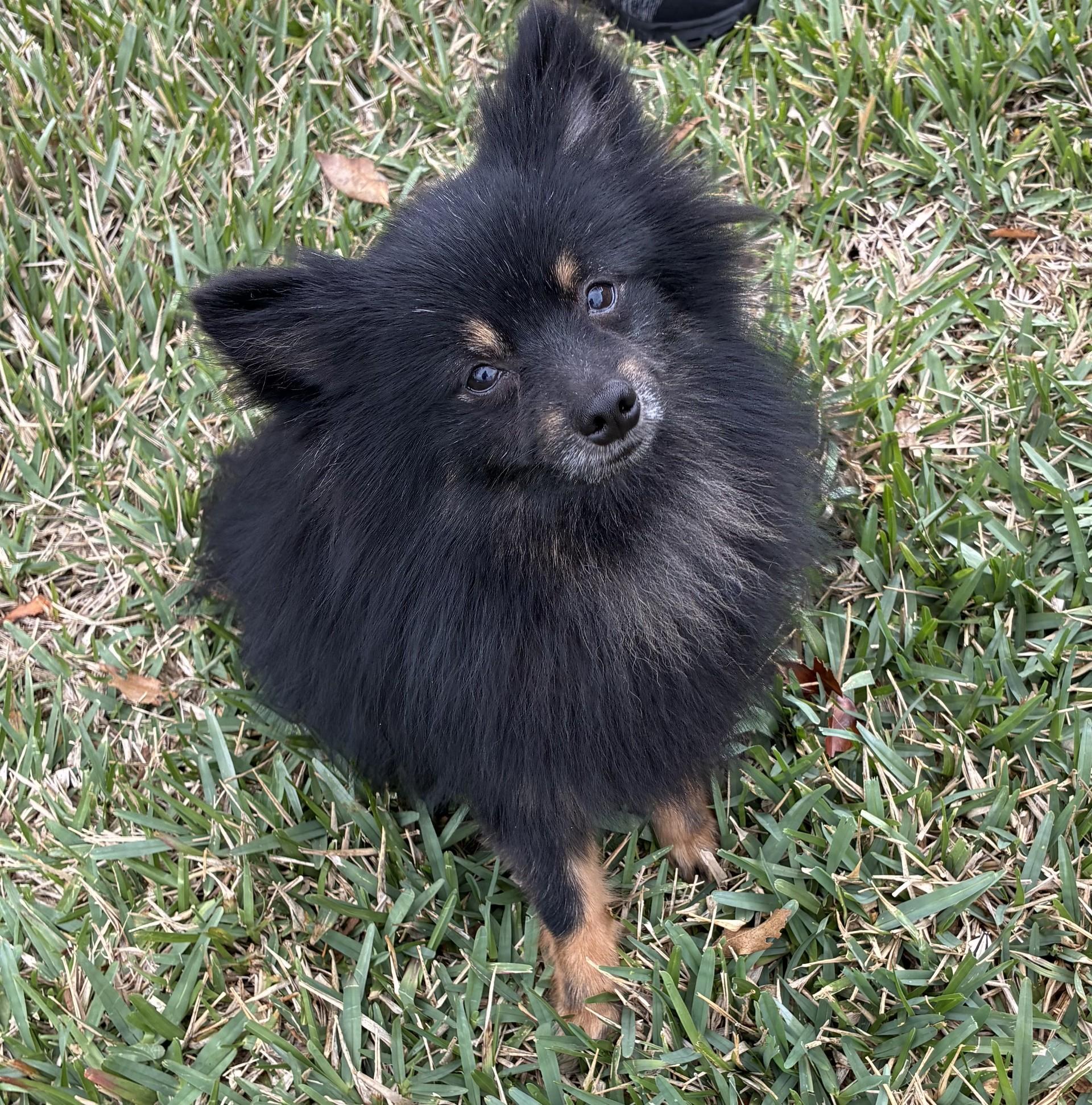 Enlarge Ricky, a ADOPTABLE Pomeranian in Orlando, FL image 1/4