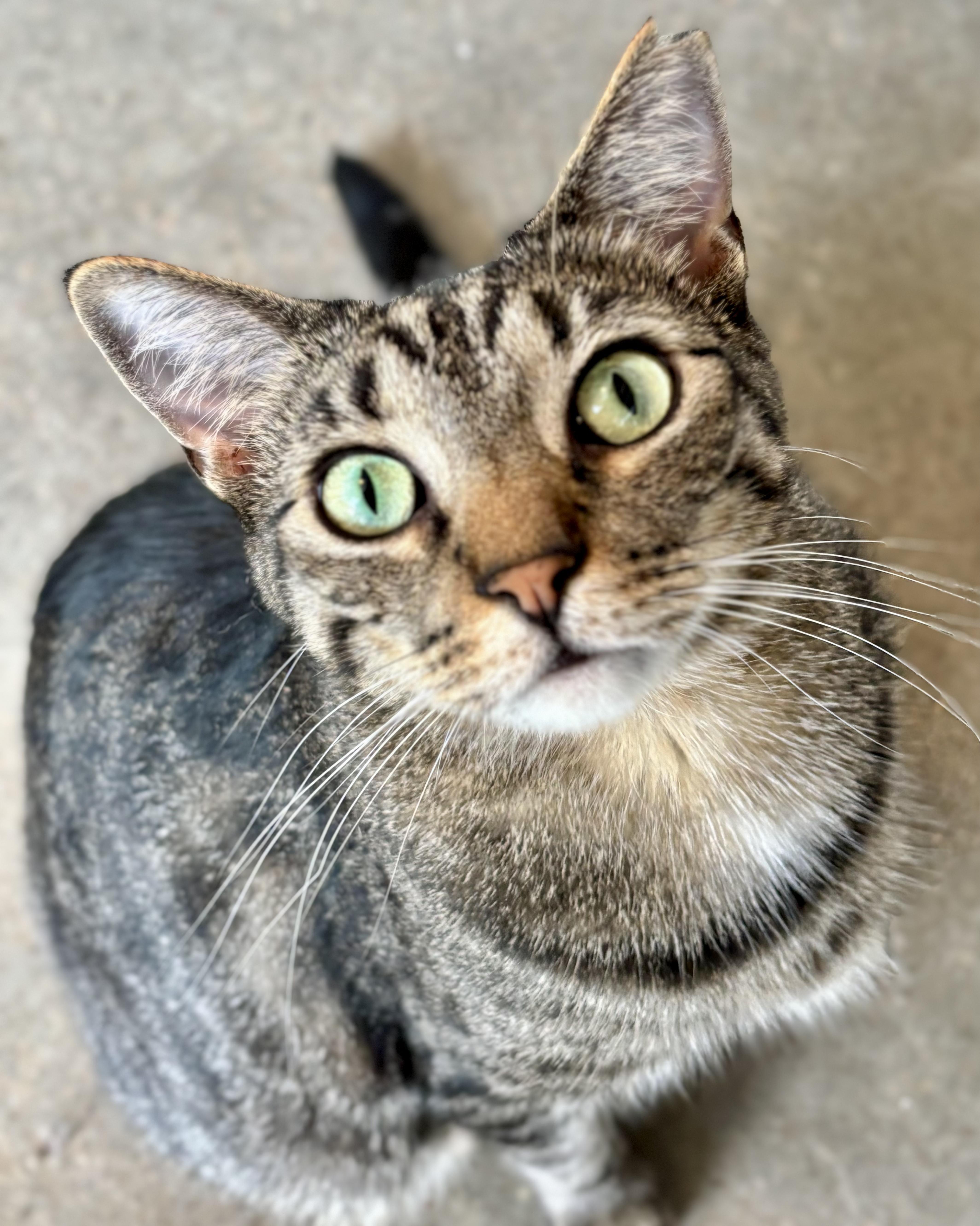 Enlarge Jasper, a Adoptable mixed breed in Shenandoah, IA image 4/4