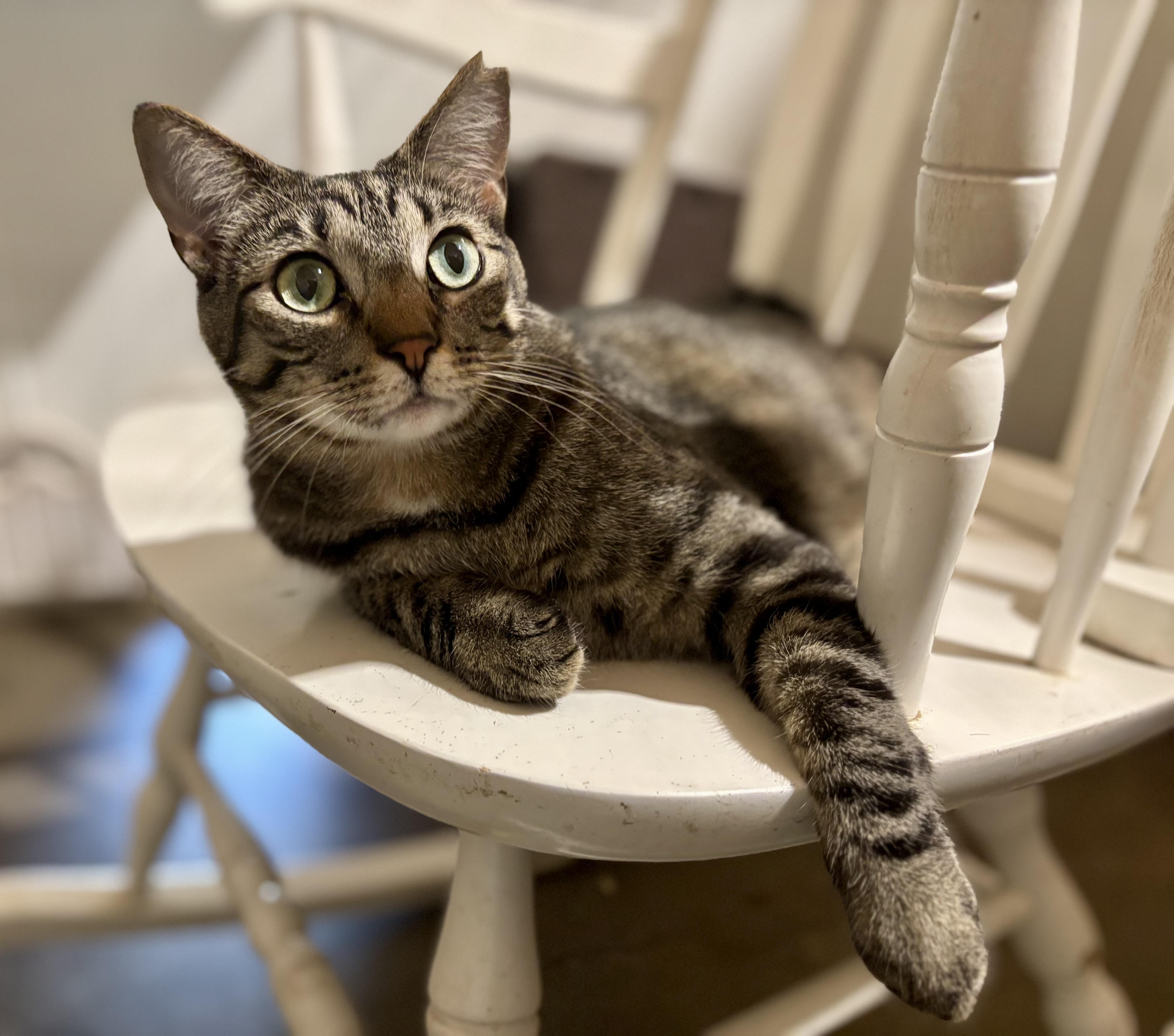 Jasper, a Adoptable mixed breed in Shenandoah, IA image 1/3