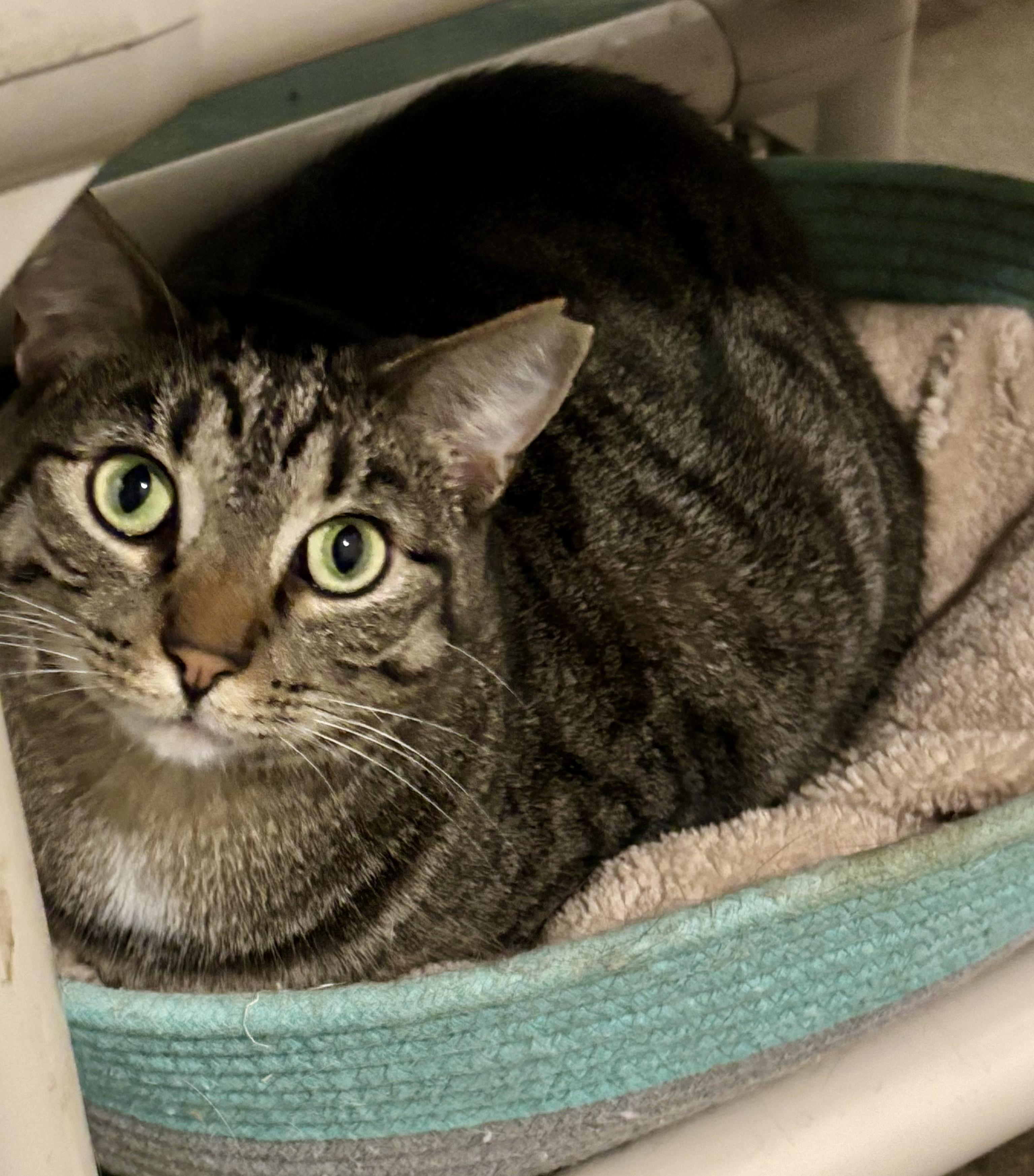 Jasper, a Adoptable mixed breed in Shenandoah, IA image 3/3