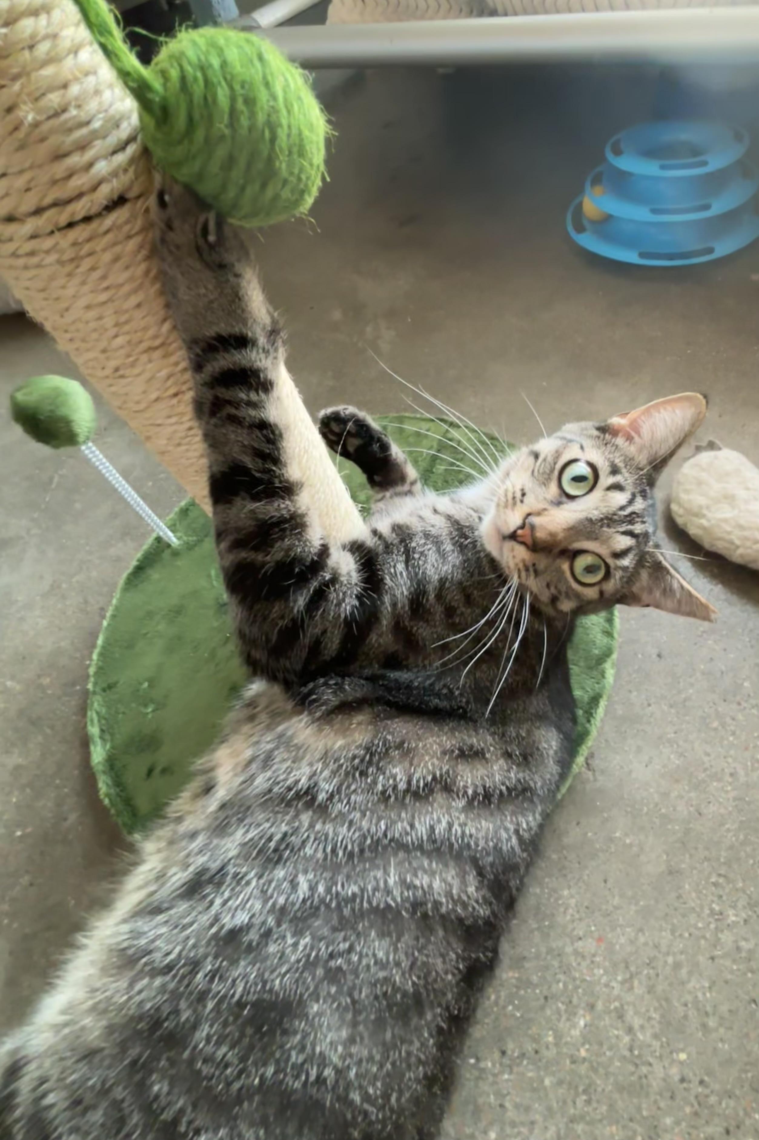 Jasper, a Adoptable mixed breed in Shenandoah, IA image 2/3