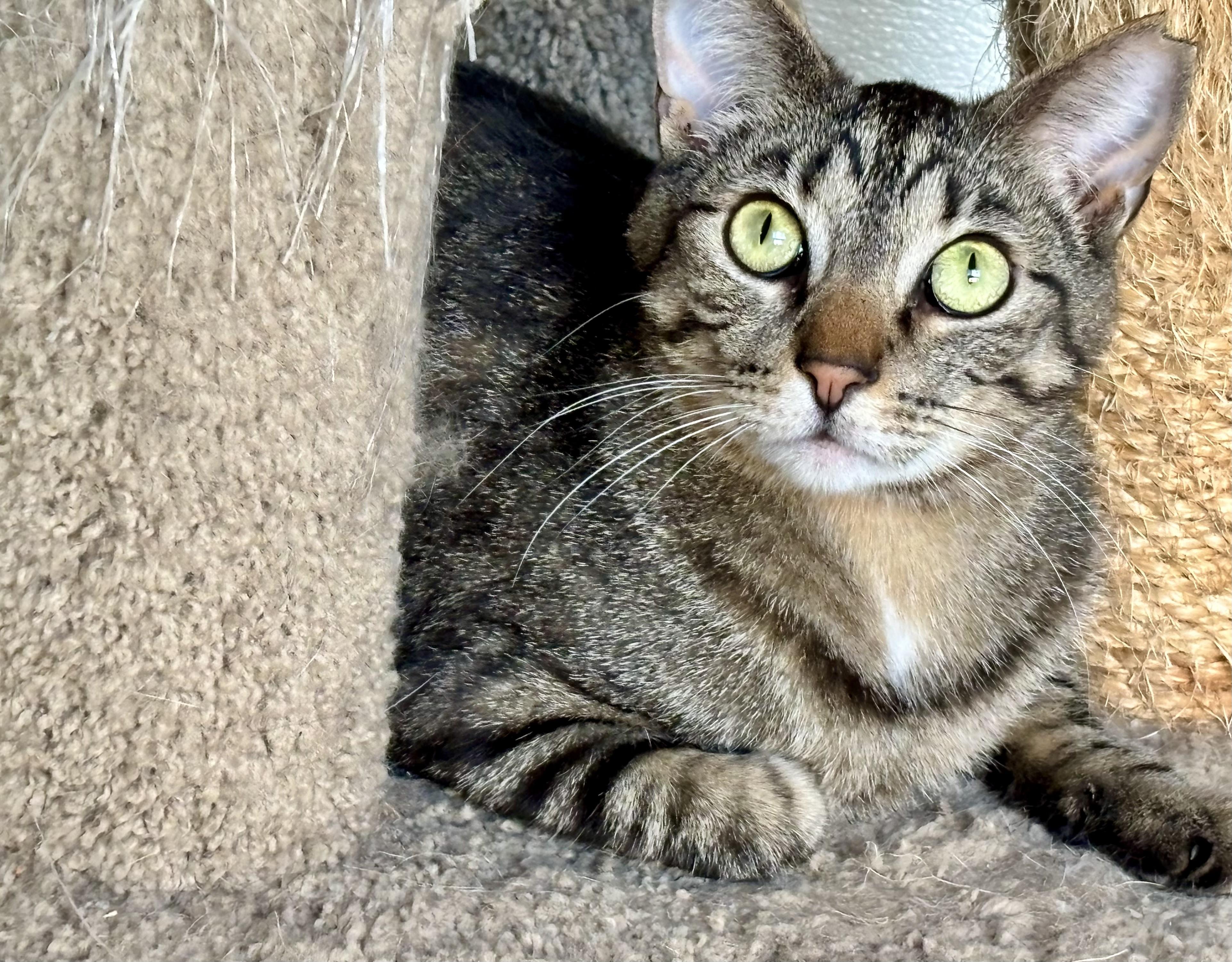Enlarge Jasper, a Adoptable mixed breed in Shenandoah, IA image 1/4