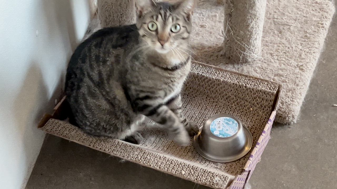 Enlarge Jasper, a Adoptable mixed breed in Shenandoah, IA video 2/4