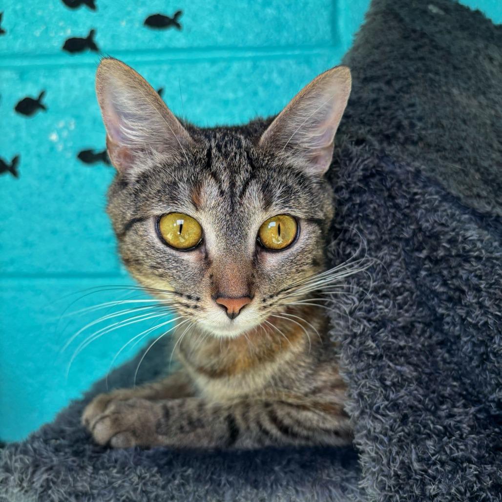Zelda, Adoptable, Young Female Domestic Short Hair & Domestic Short Hair.