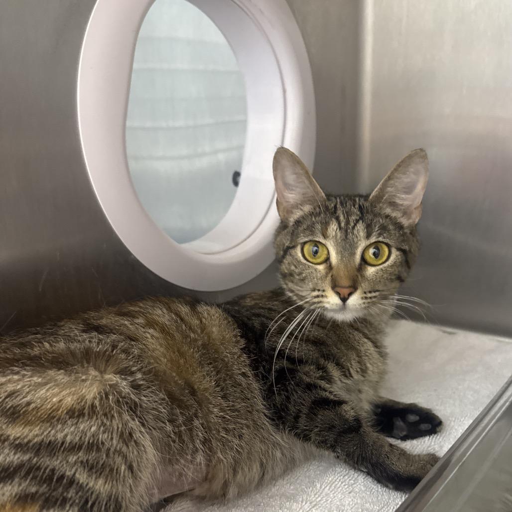 Enlarge Zelda, a Adoptable mixed breed in Englewood, FL image 2/4