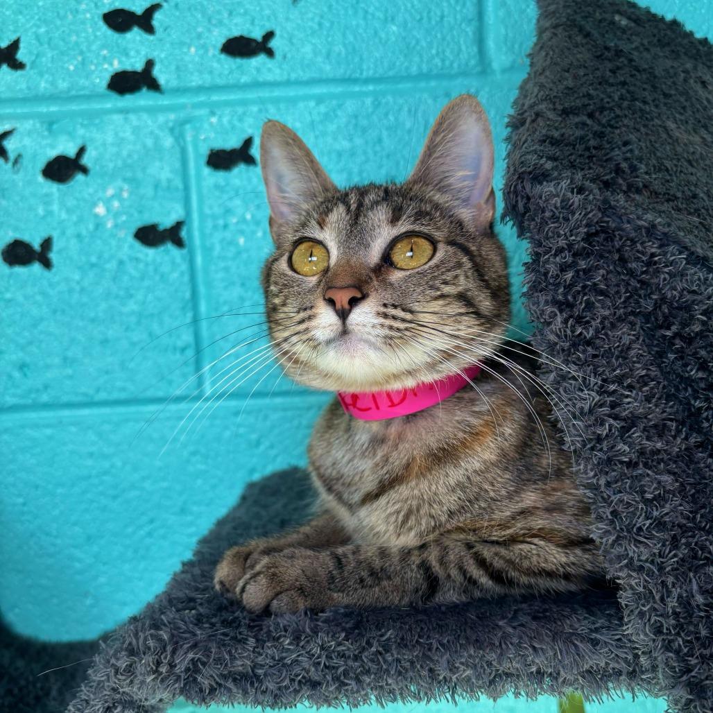 Enlarge Zelda, a Adoptable mixed breed in Englewood, FL image 3/4