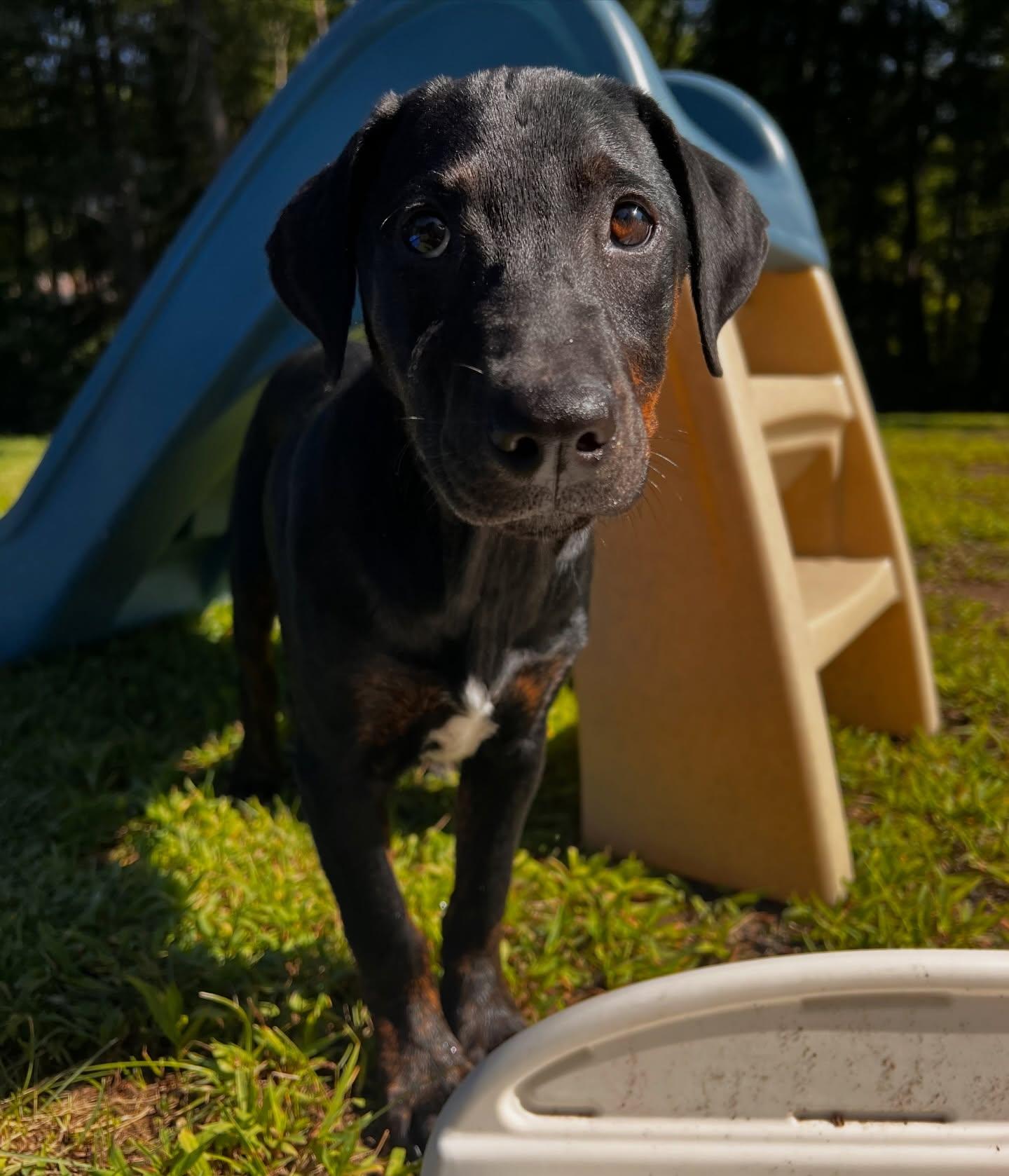 Ella, an adopted mixed breed in Salem, NH image 3/6