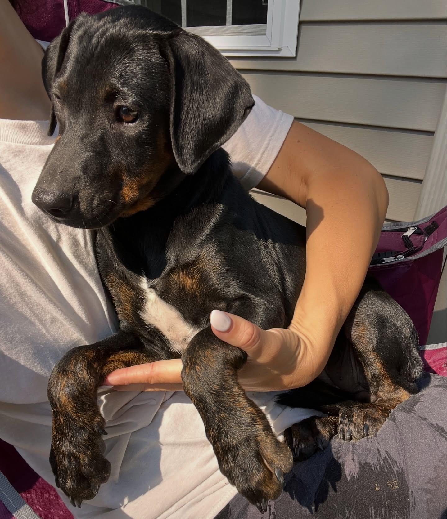 Ella, an adopted mixed breed in Salem, NH image 2/6
