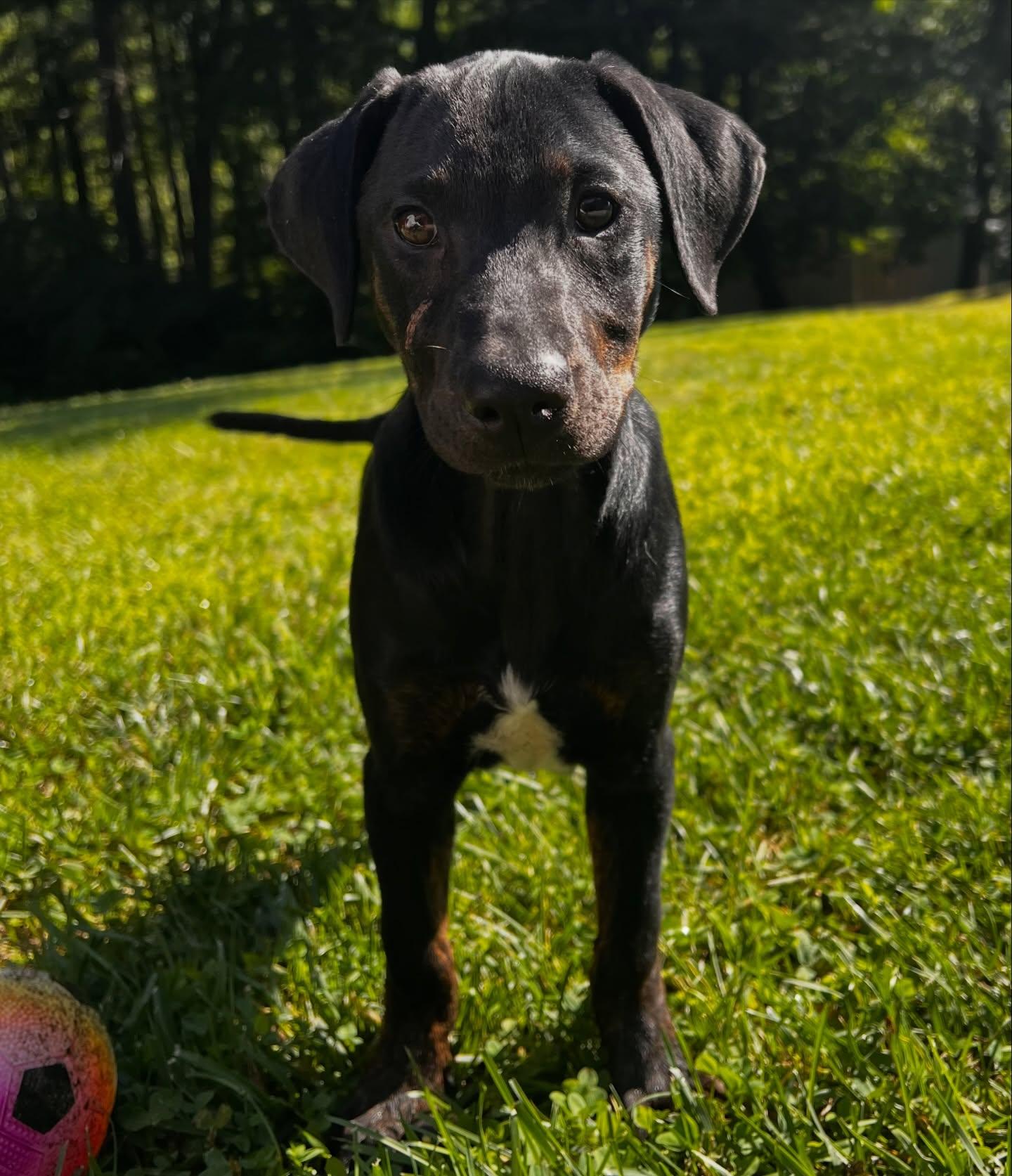Ella, an adopted mixed breed in Salem, NH image 6/6