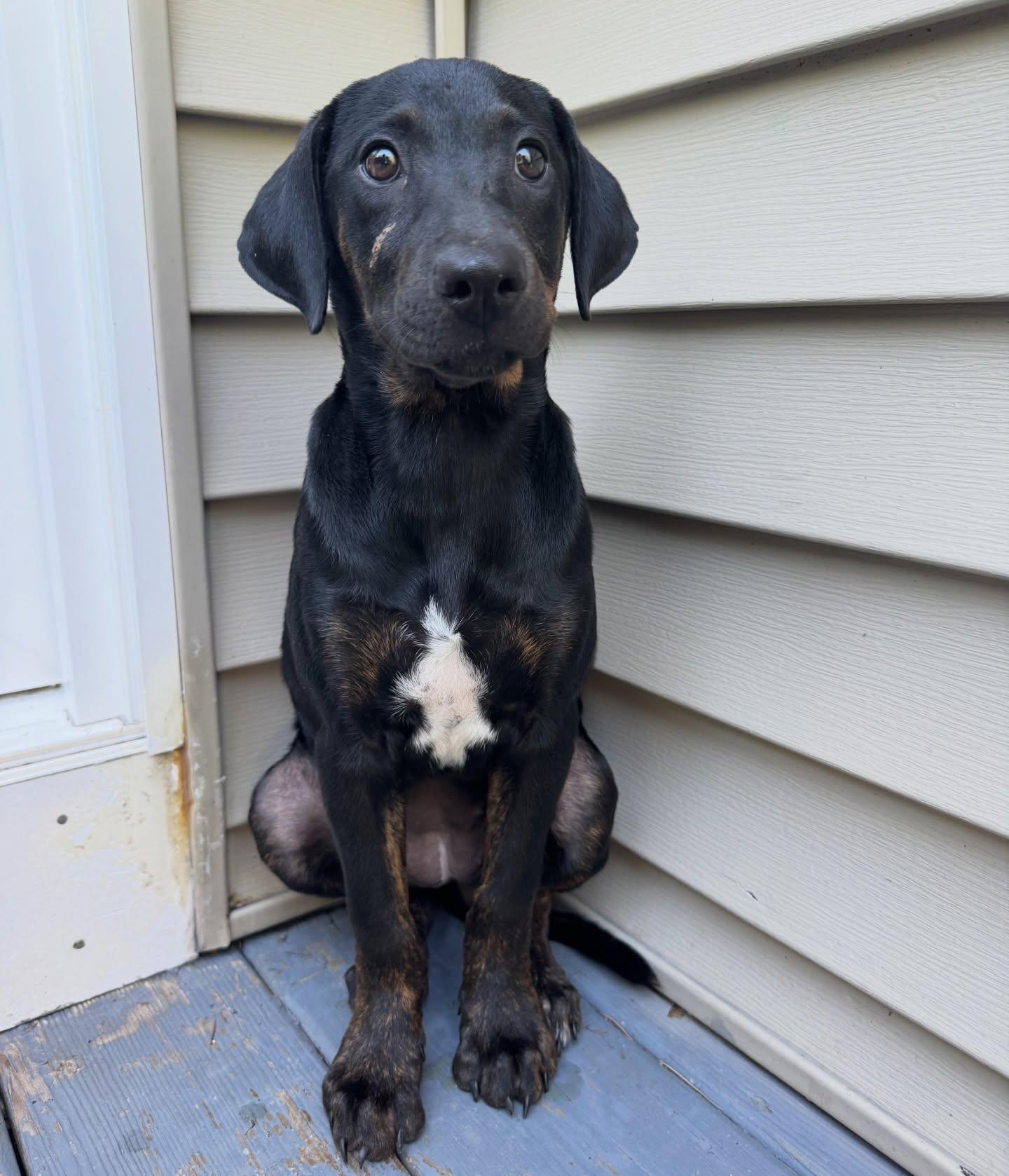 Ella, an adopted mixed breed in Salem, NH image 1/6