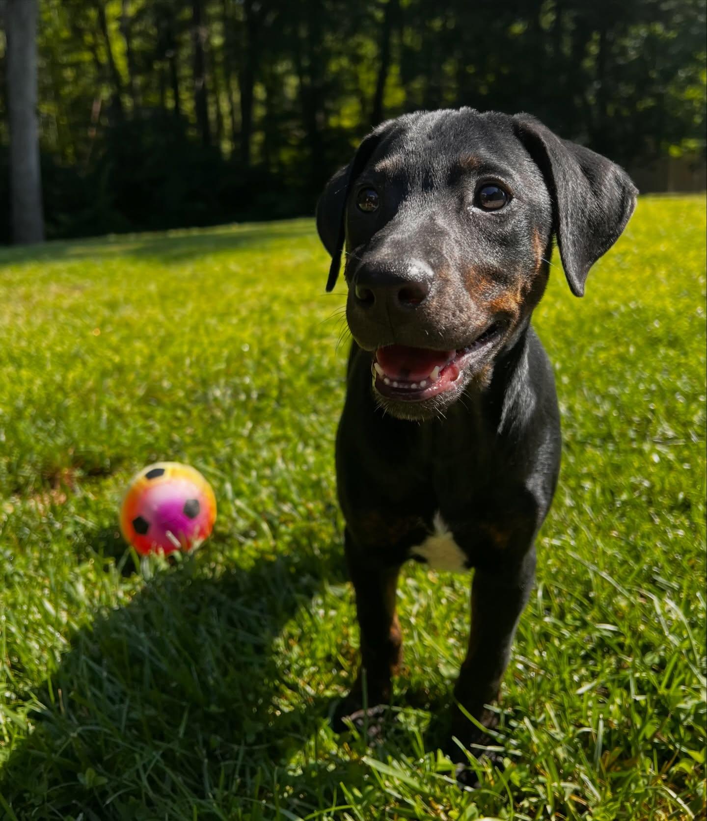Ella, an adopted mixed breed in Salem, NH image 4/6
