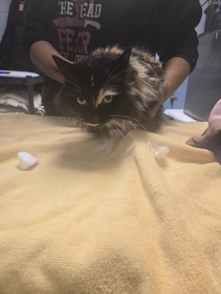 Pelusa, adopted, Young Female Domestic Medium Hair.