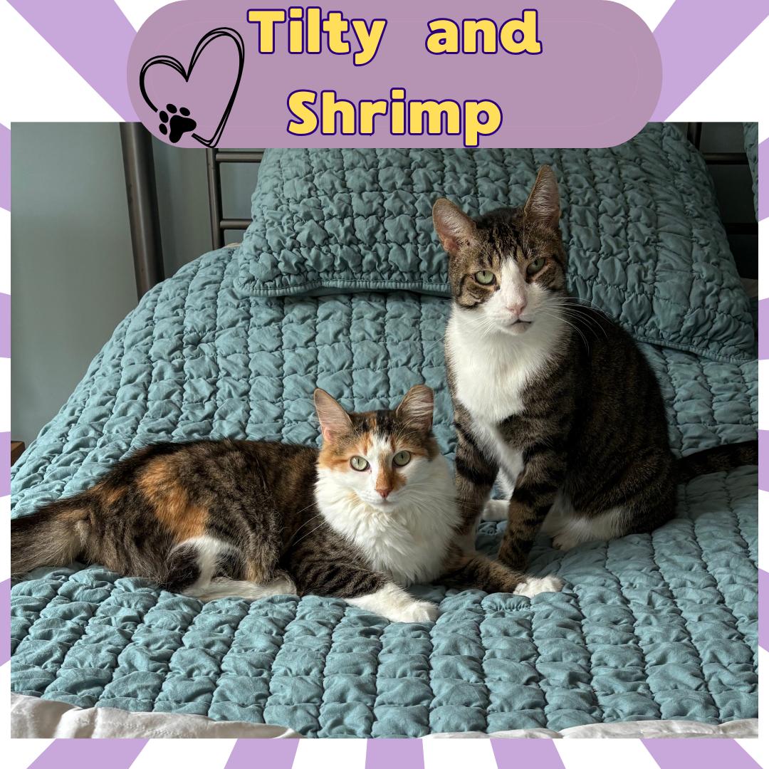 Tilty and Shrimp