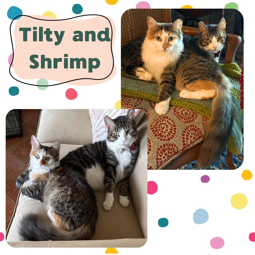 Tilty and Shrimp