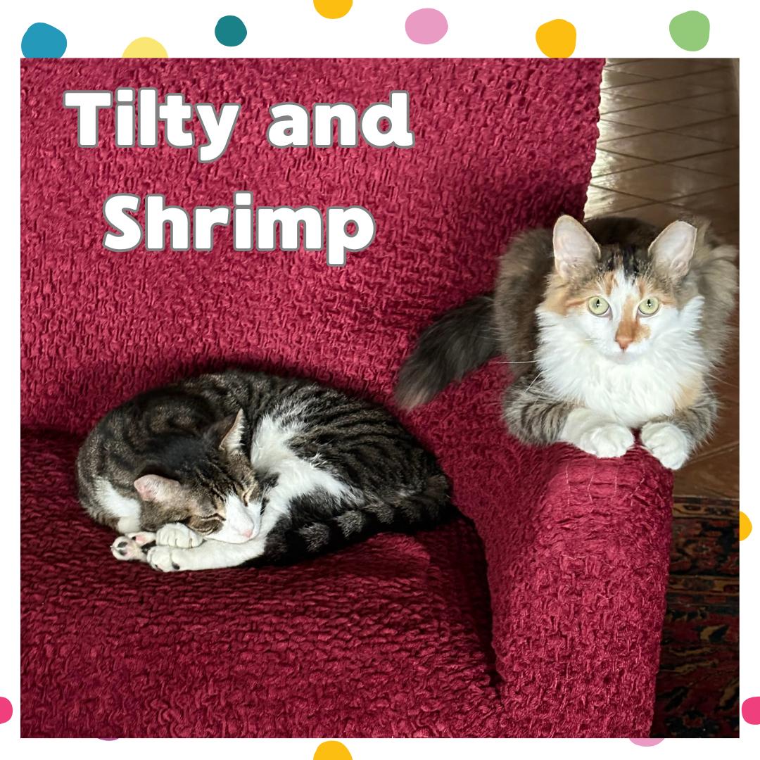 Tilty and Shrimp
