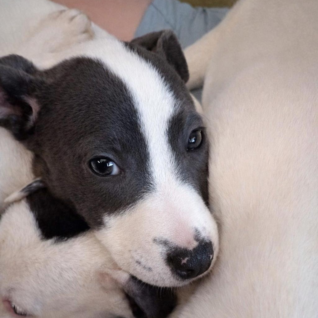 Layke, a ADOPTABLE Mixed Breed in Kenosha, WI image 3/3