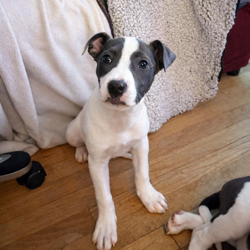 Layke, ADOPTABLE, Puppy Female Mixed Breed.