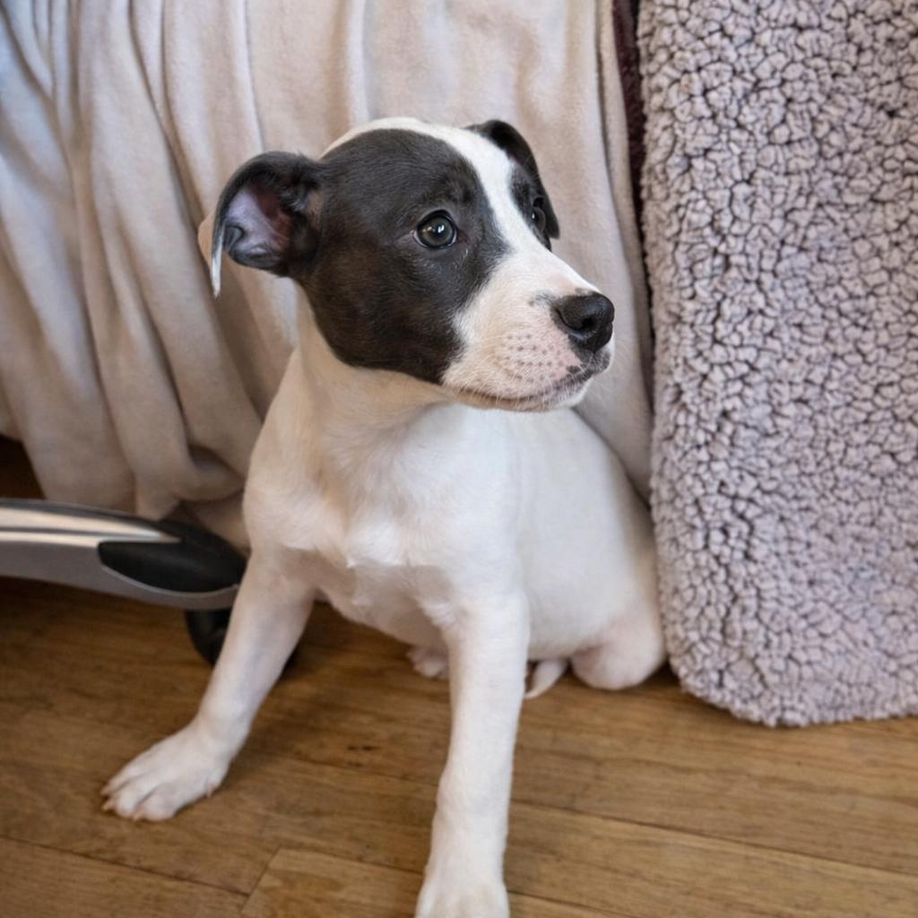 Layke, a ADOPTABLE Mixed Breed in Kenosha, WI image 2/3