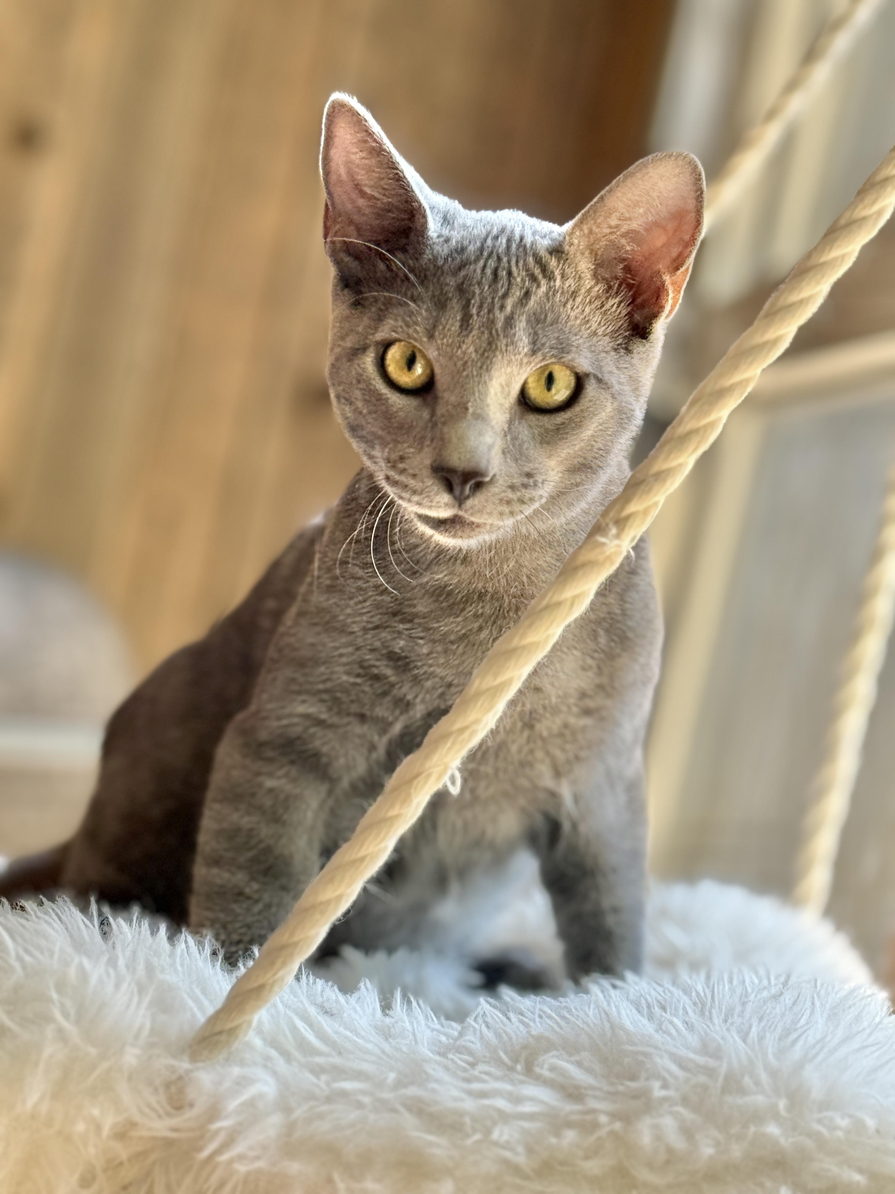 Rayne, Young Male unknown
