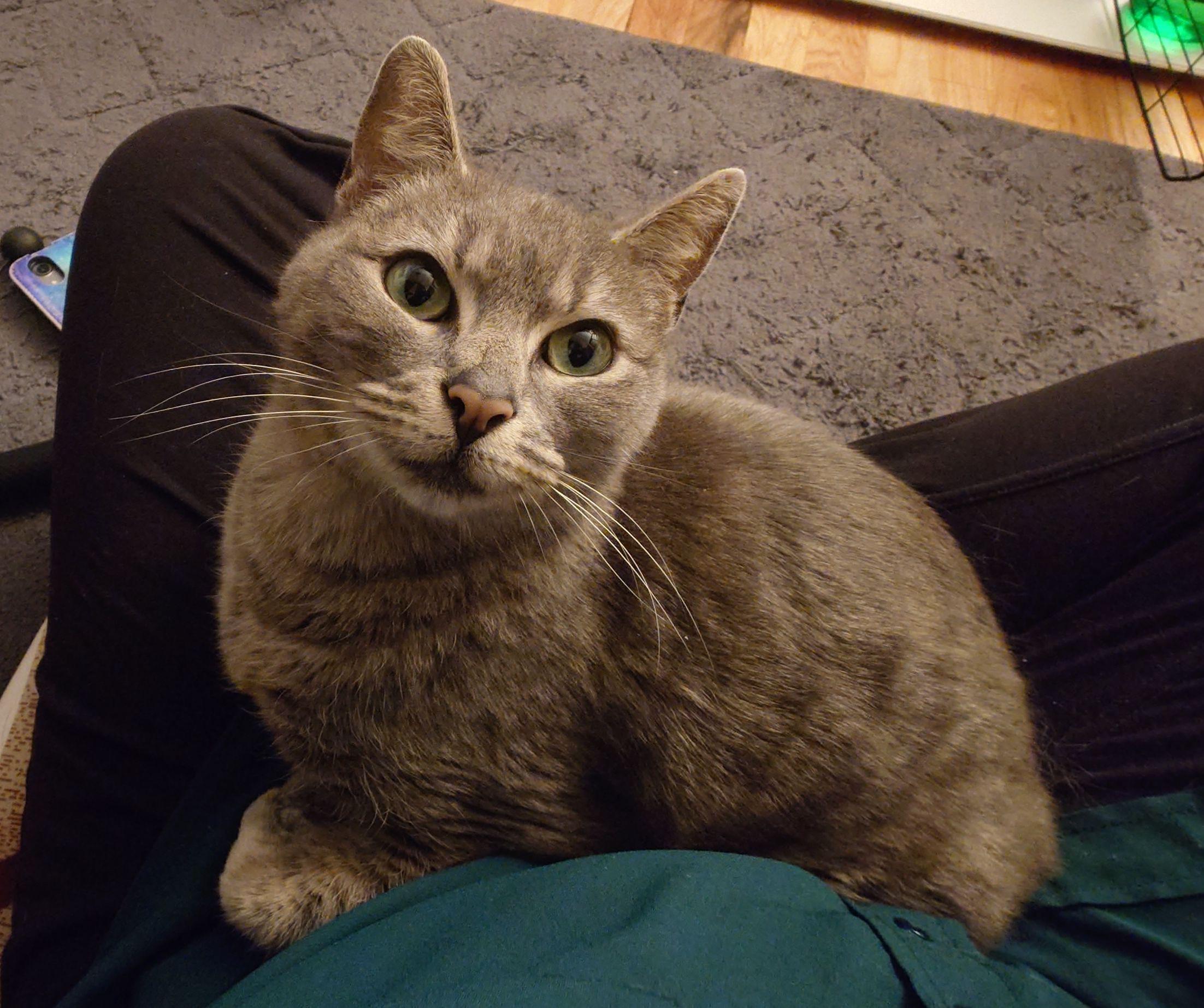 Purrdle, ADOPTABLE, Adult Female Domestic Short Hair.