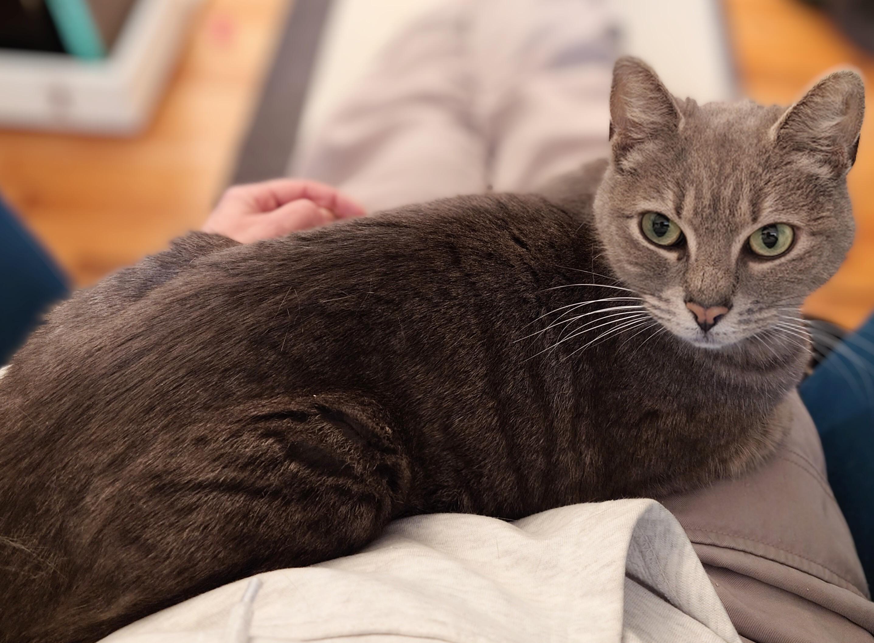 Purrdle, a ADOPTABLE Domestic Short Hair in Seattle, WA image 3/5