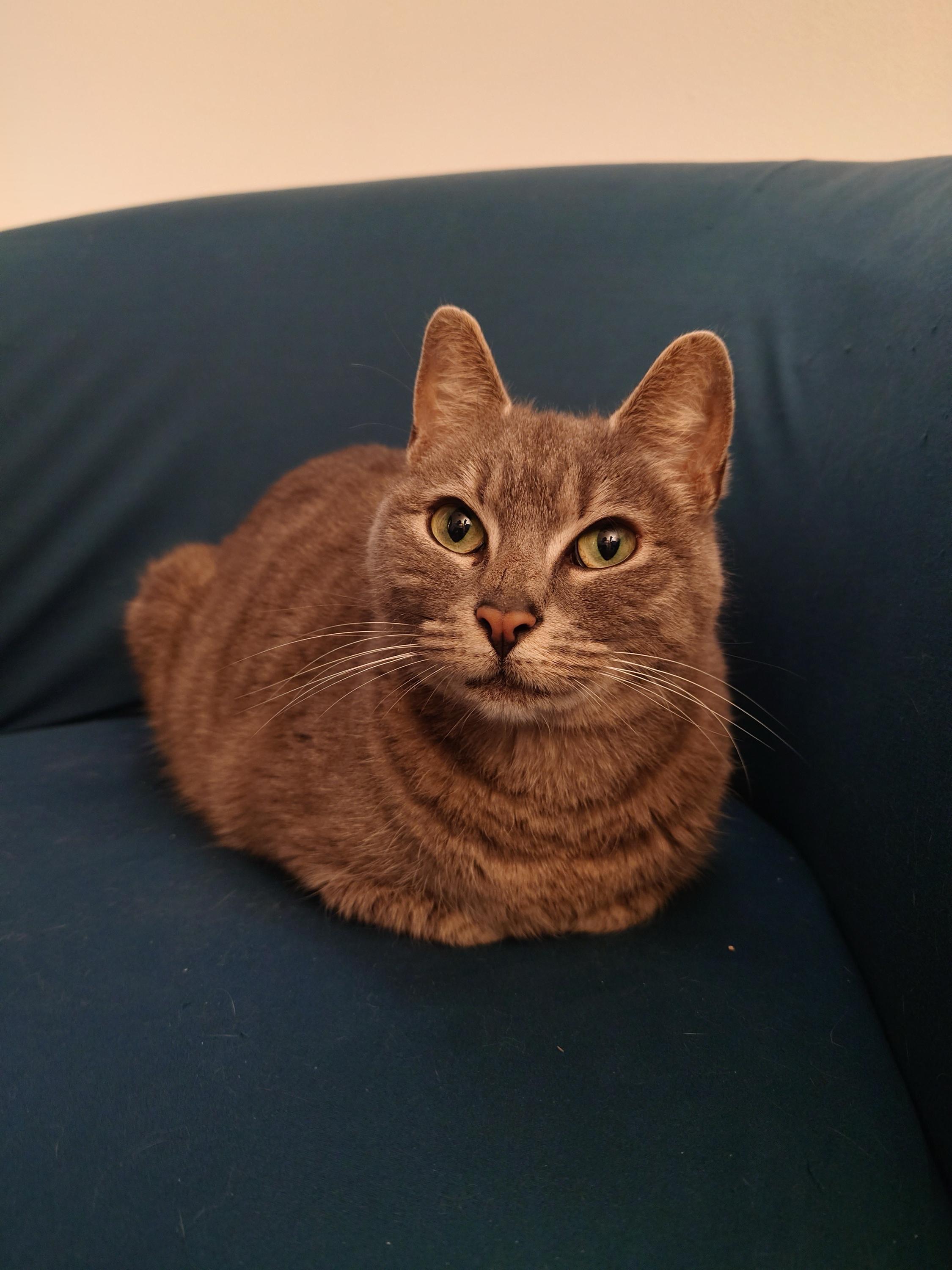 Purrdle, a ADOPTABLE Domestic Short Hair in Seattle, WA image 4/5