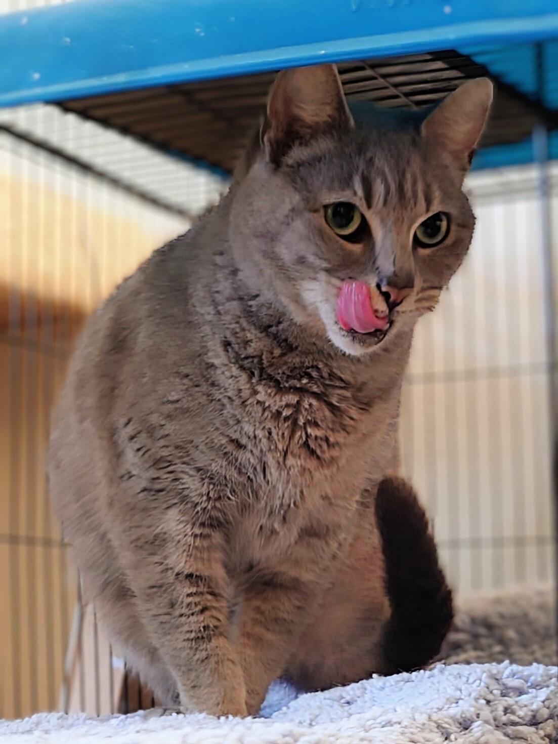 Purrdle, a ADOPTABLE Domestic Short Hair in Seattle, WA image 5/5