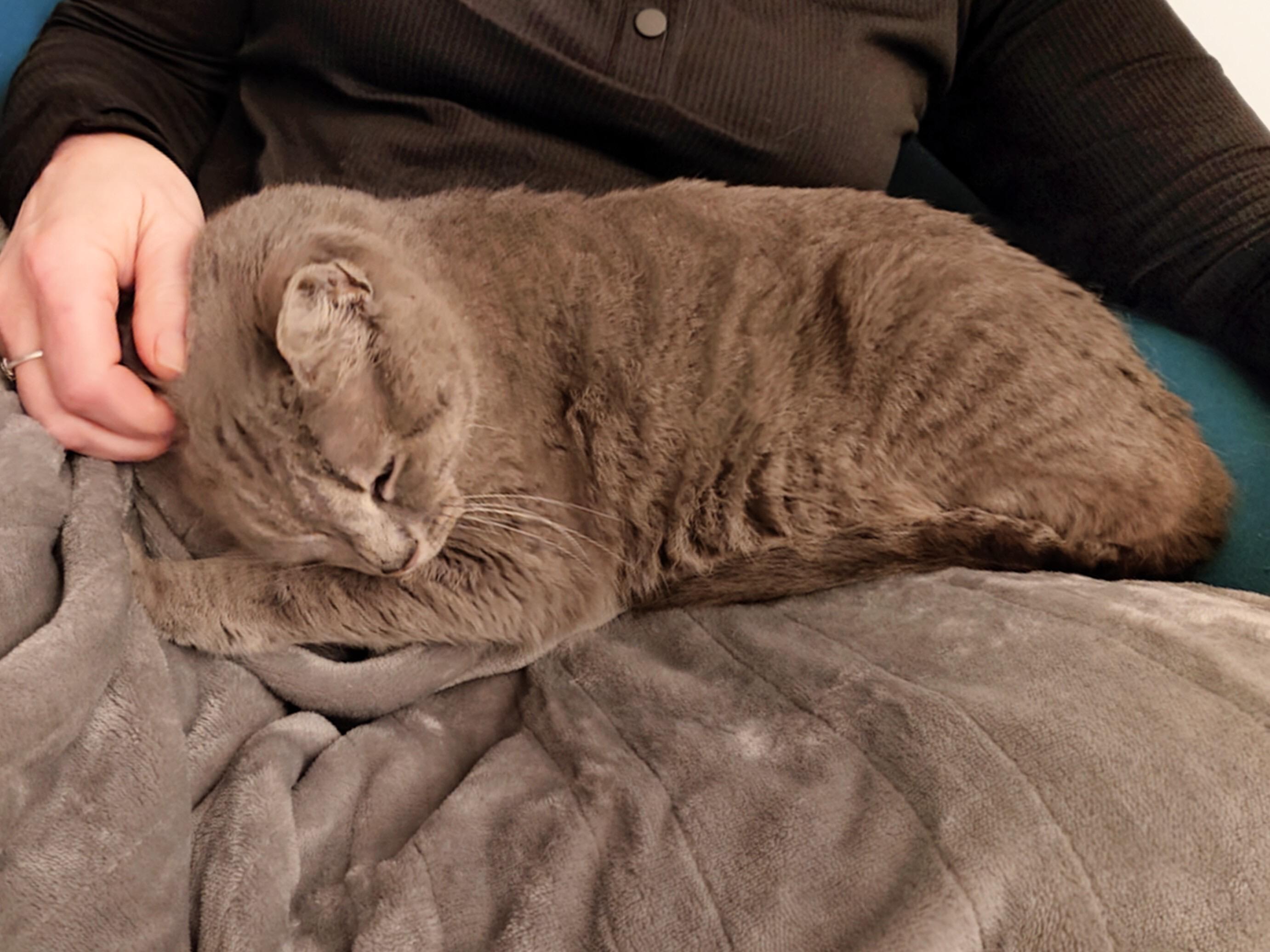 Purrdle, a ADOPTABLE Domestic Short Hair in Seattle, WA image 2/5