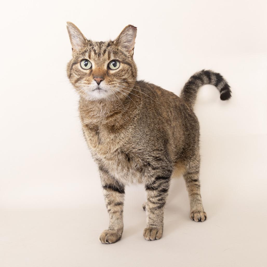Luna, Adoptable, Senior Female Domestic Short Hair.