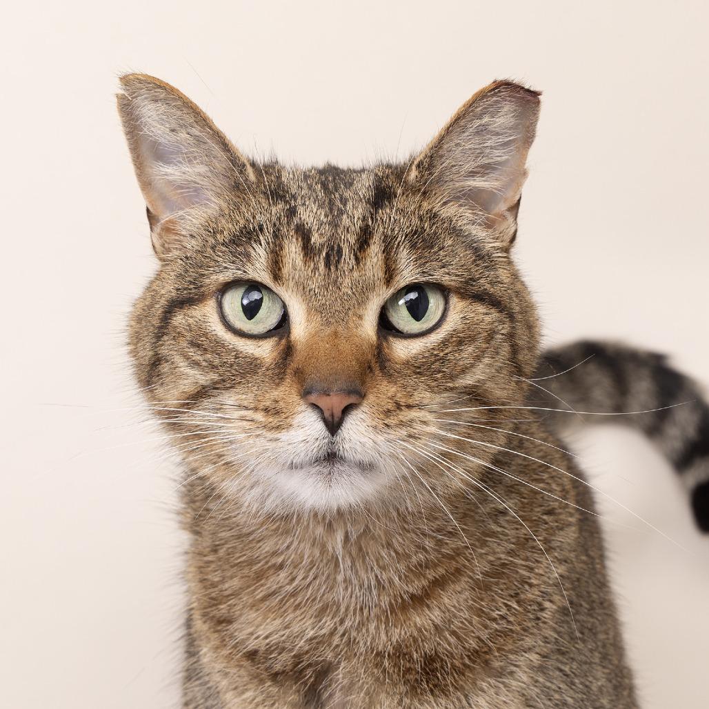 Luna, a Adoptable Domestic Short Hair in Franklin, TN image 2/2