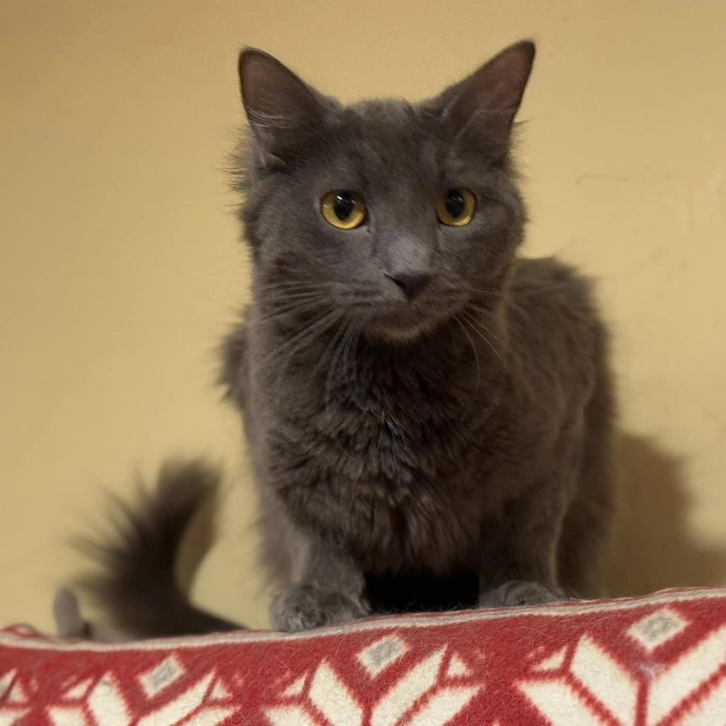 Quoll — thumbnail 2