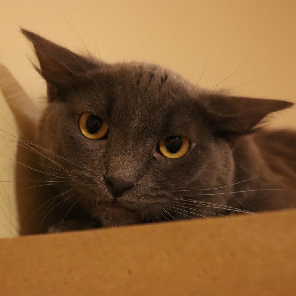 Quoll — thumbnail 3