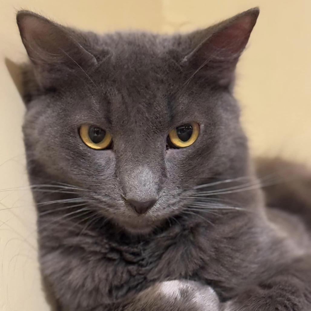 Quoll — thumbnail 4