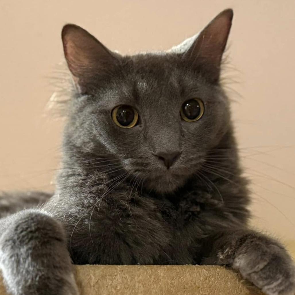 Quoll — thumbnail 5