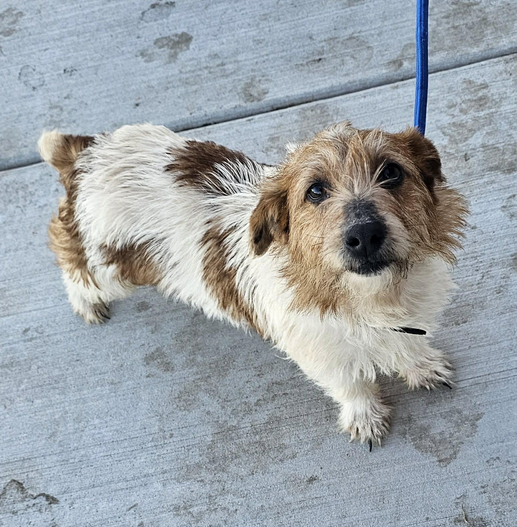 Enlarge Posie, an adopted Jack Russell Terrier in Plainfield, IL image 1/1