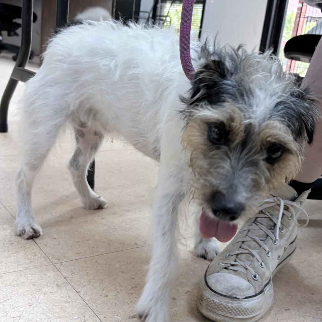 Enlarge Peanut, a Adoptable Jack Russell Terrier in Pasadena , MD image 2/2