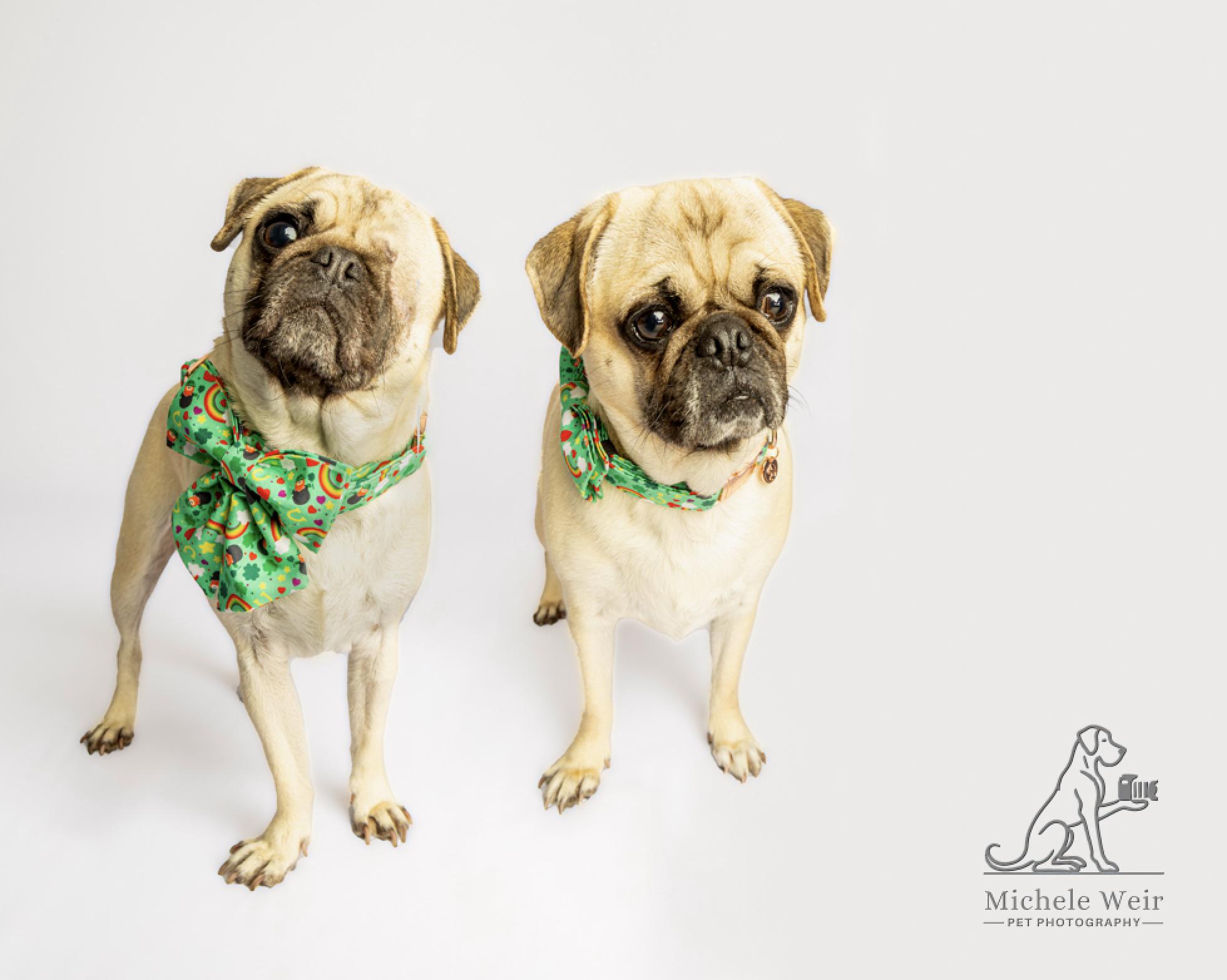 Enlarge Kingston, a Adoptable Pug in Seattle, WA image 1/6