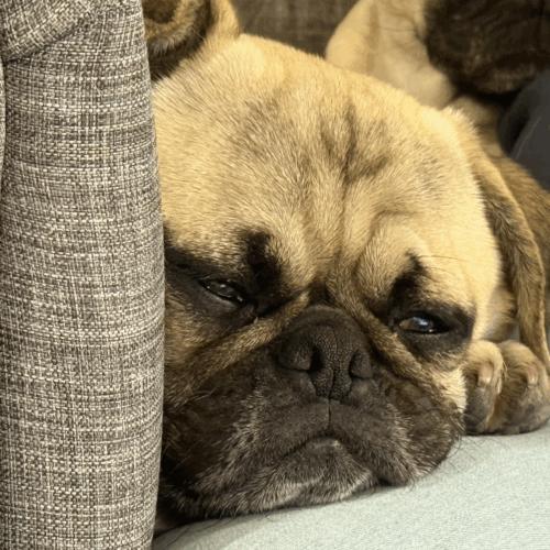 Enlarge Kingston, a Adoptable Pug in Seattle, WA image 2/6