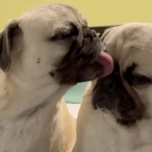 Enlarge Kingston, a Adoptable Pug in Seattle, WA image 3/6