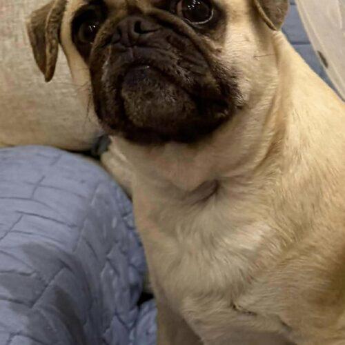 Enlarge Kingston, a Adoptable Pug in Seattle, WA image 4/6