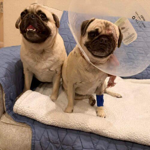 Enlarge Kingston, a Adoptable Pug in Seattle, WA image 5/6