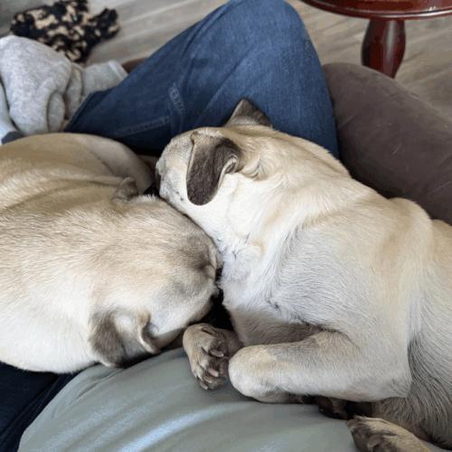 Enlarge Kingston, a Adoptable Pug in Seattle, WA image 6/6