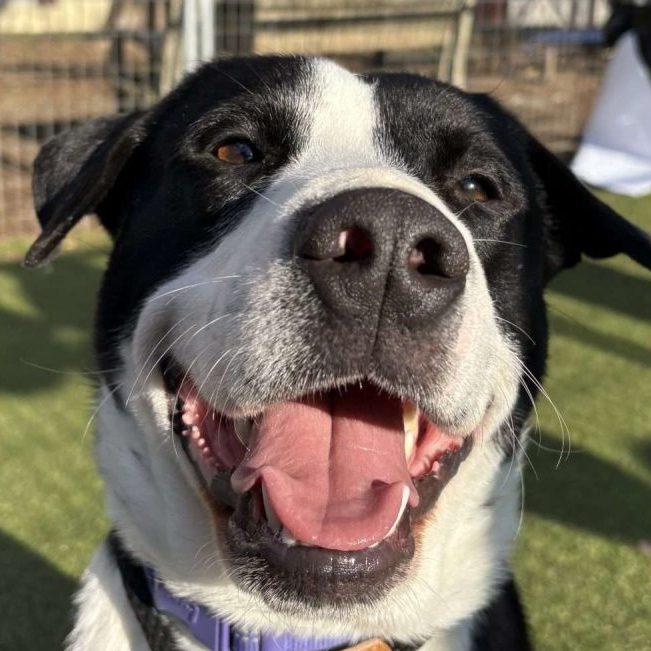 Jumba *Sponsored by the Philadelphia Eagles*, Young Male Mixed Breed