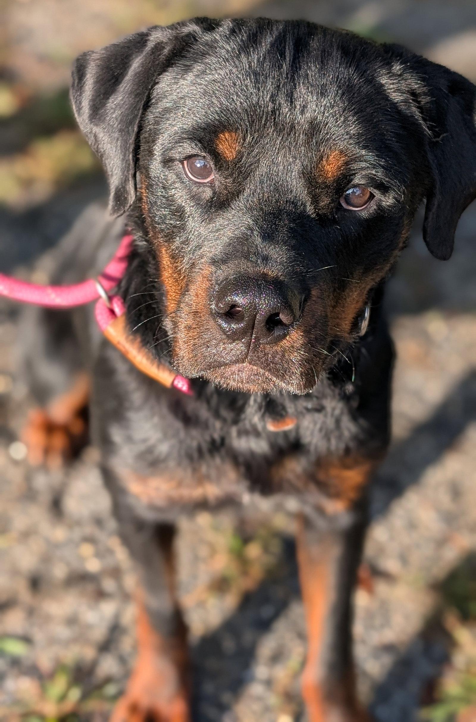 Yogi, Adopted, Adult Male Rottweiler.