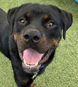 Enlarge Yogi, a Adopted Rottweiler in Hillsboro, NH image 2/3
