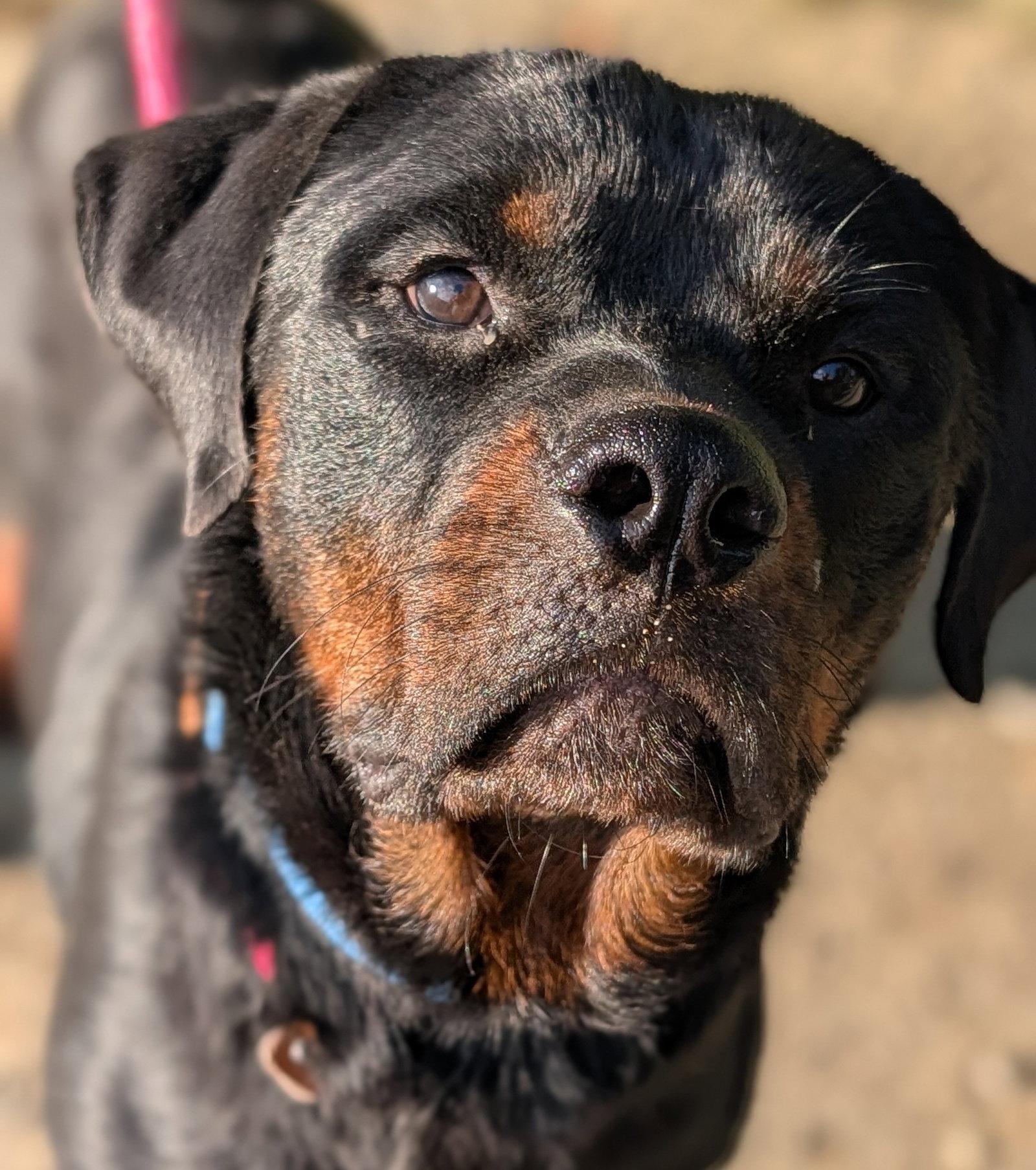 Enlarge Yogi, a Adopted Rottweiler in Hillsboro, NH image 2/3